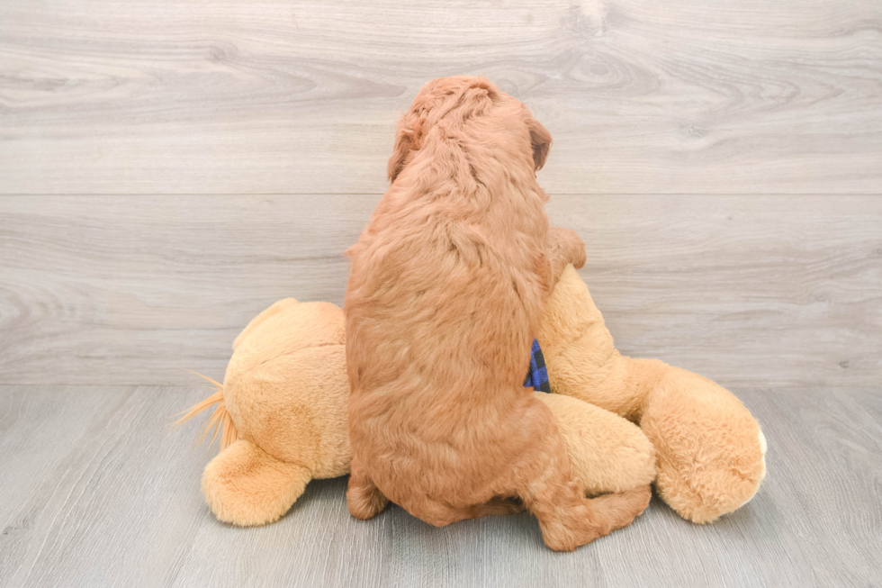 Little Mini Goldenpoo Poodle Mix Puppy