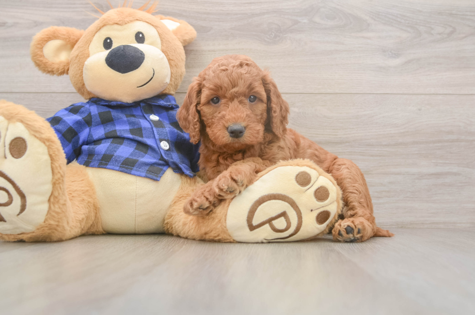 5 week old Mini Goldendoodle Puppy For Sale - Puppy Love PR