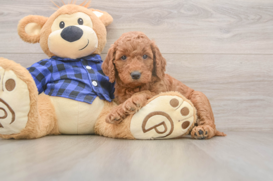 Mini Goldendoodle Pup Being Cute