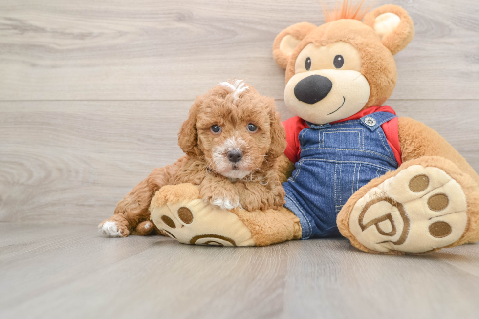 Mini Goldendoodle Puppy for Adoption