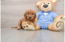 Mini Goldendoodle Puppy for Adoption