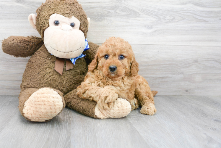Meet Cayenne - our Mini Goldendoodle Puppy Photo 1/3 - Puppy Love PR Mini Goldendoodle Puppy for Adoption