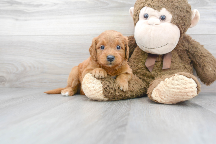 Meet Cayenne - our Mini Goldendoodle Puppy Photo 1/3 - Puppy Love PR Mini Goldendoodle Puppy for Adoption