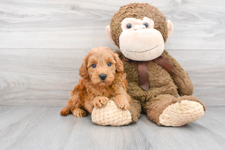 Mini Goldendoodle Pup Being Cute