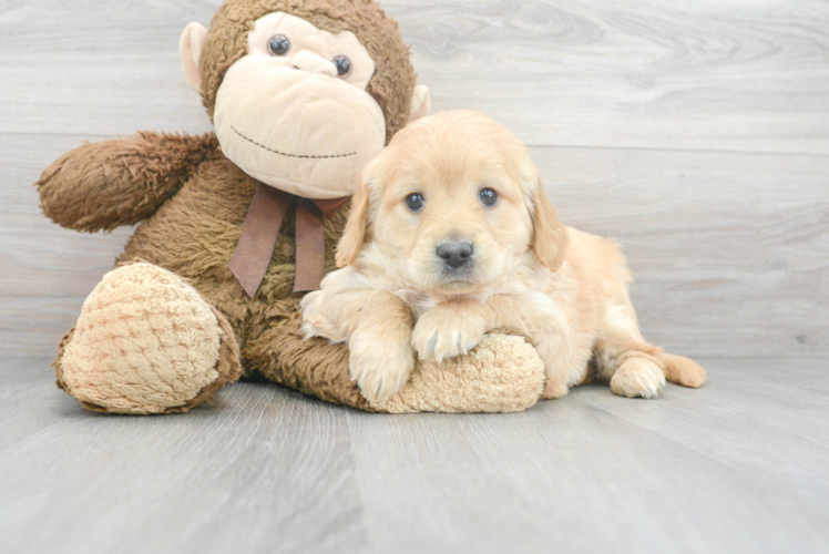 Mini Goldendoodle Pup Being Cute