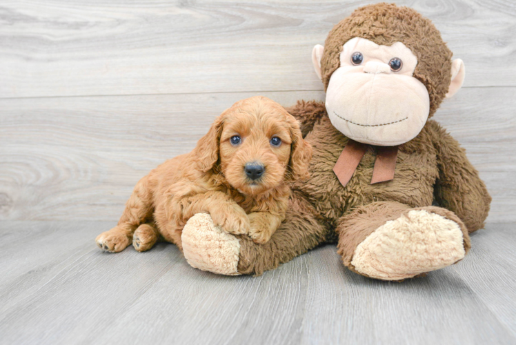 Meet Chanel - our Mini Goldendoodle Puppy Photo 1/3 - Puppy Love PR Mini Goldendoodle Puppy for Adoption