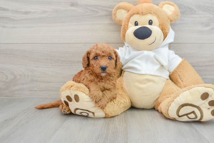 Meet Chanel - our Mini Goldendoodle Puppy Photo 1/3 - Puppy Love PR Best Mini Goldendoodle Baby