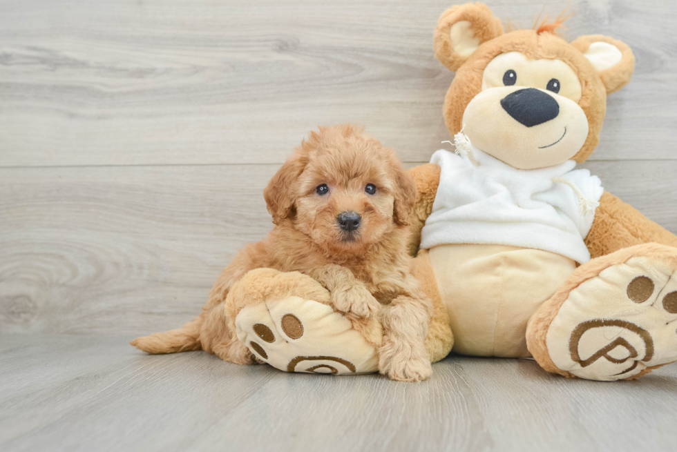 Petite Mini Goldendoodle Poodle Mix Pup