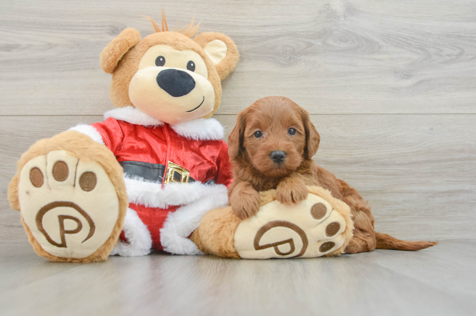 6 week old Mini Goldendoodle Puppy For Sale - Puppy Love PR