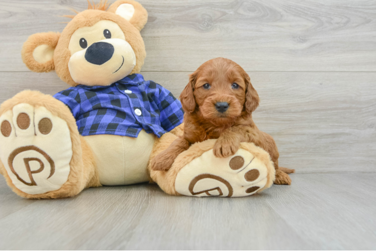 Meet Chanel - our Mini Goldendoodle Puppy Photo 1/3 - Puppy Love PR Sweet Mini Goldendoodle Baby