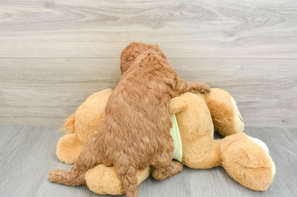 Best Mini Goldendoodle Baby