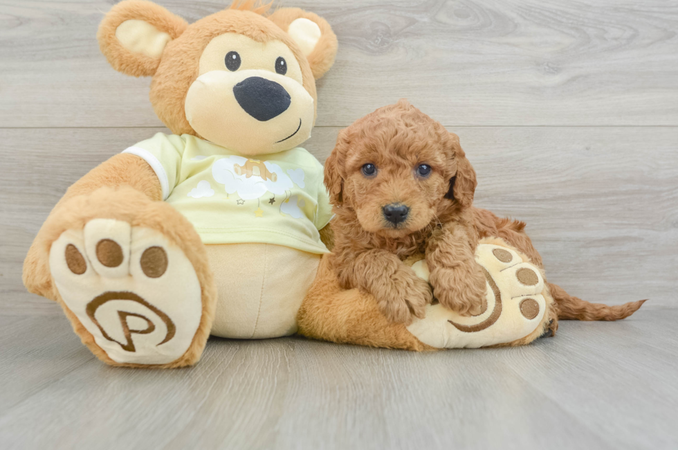 8 week old Mini Goldendoodle Puppy For Sale - Puppy Love PR