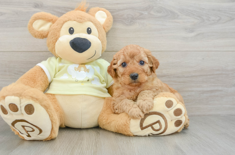 6 week old Mini Goldendoodle Puppy For Sale - Puppy Love PR