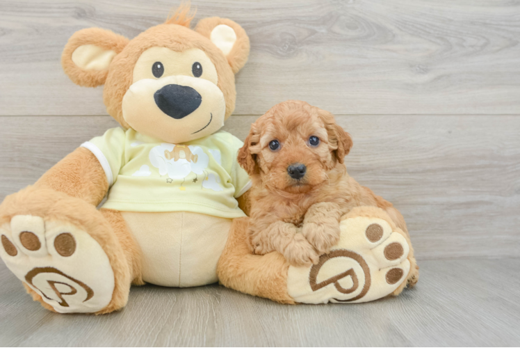 Meet Chanel - our Mini Goldendoodle Puppy Photo 1/3 - Puppy Love PR Mini Goldendoodle Puppy for Adoption
