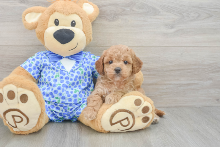 Best Mini Goldendoodle Baby