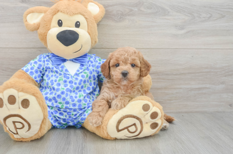 6 week old Mini Goldendoodle Puppy For Sale - Puppy Love PR