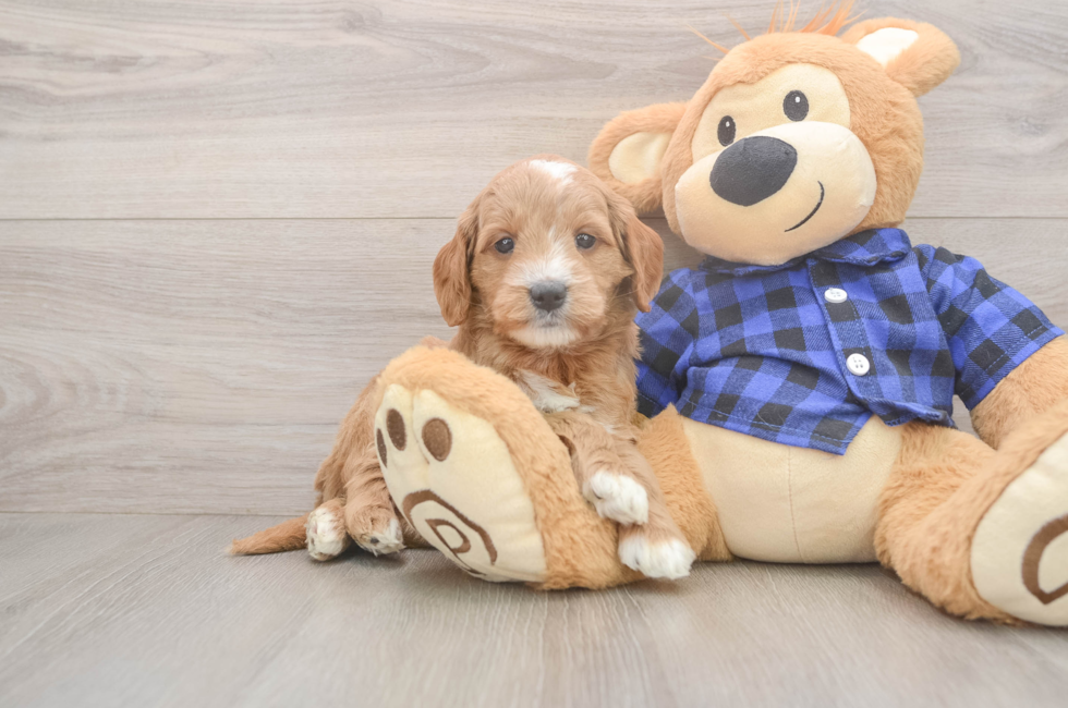 5 week old Mini Goldendoodle Puppy For Sale - Puppy Love PR