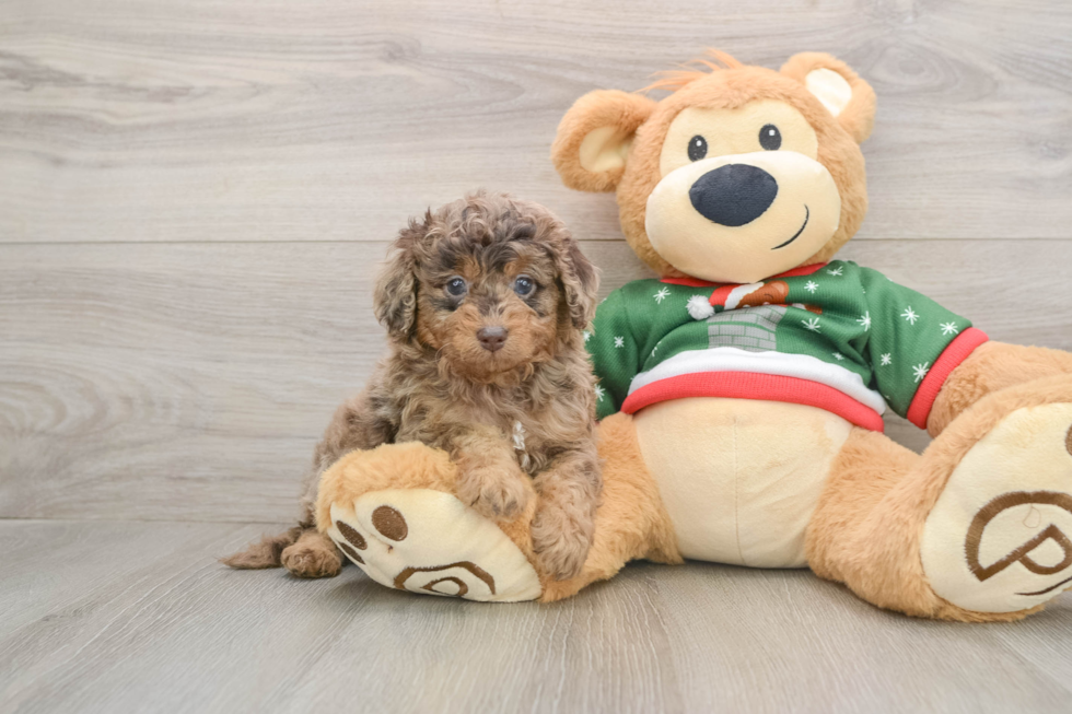 Popular Mini Goldendoodle Poodle Mix Pup