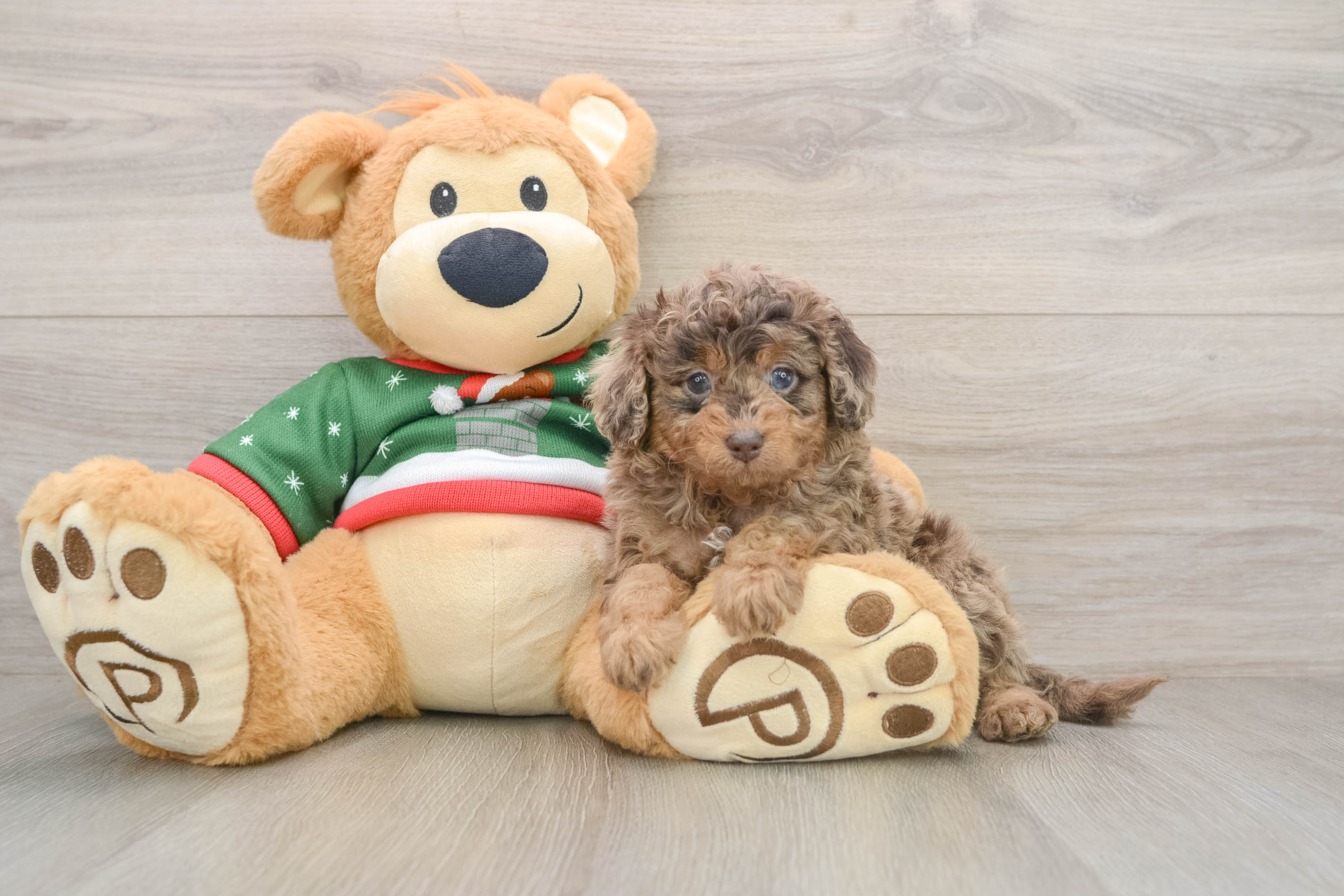 Little Mini Goldenpoo Poodle Mix Puppy