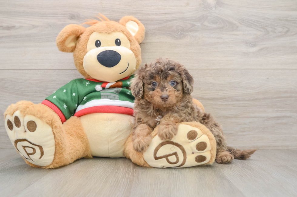 5 week old Mini Goldendoodle Puppy For Sale - Puppy Love PR