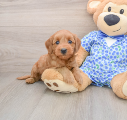 8 week old Mini Goldendoodle Puppy For Sale - Puppy Love PR