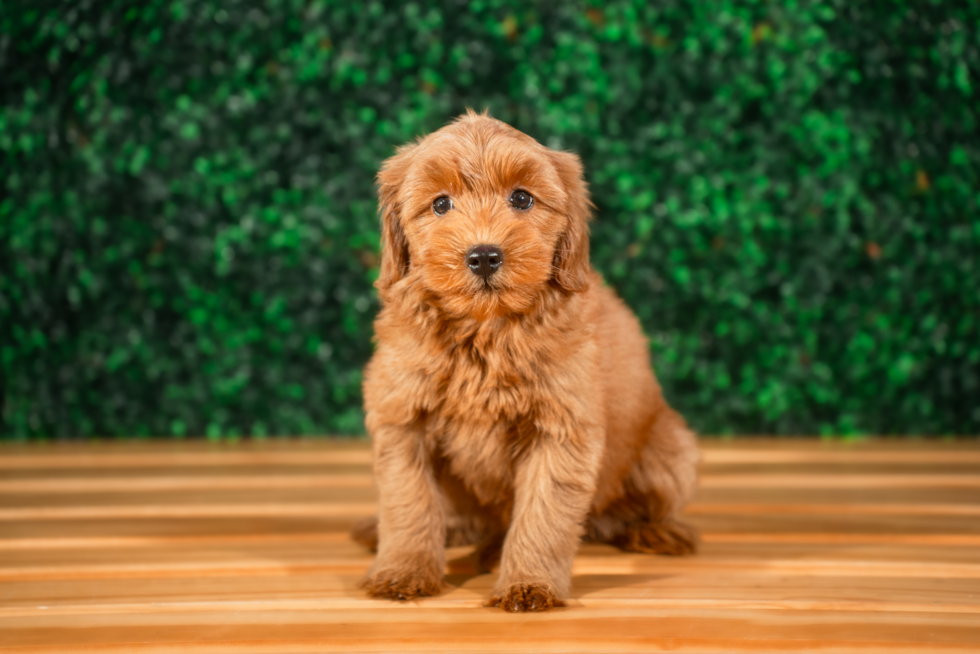 Best Mini Goldendoodle Baby