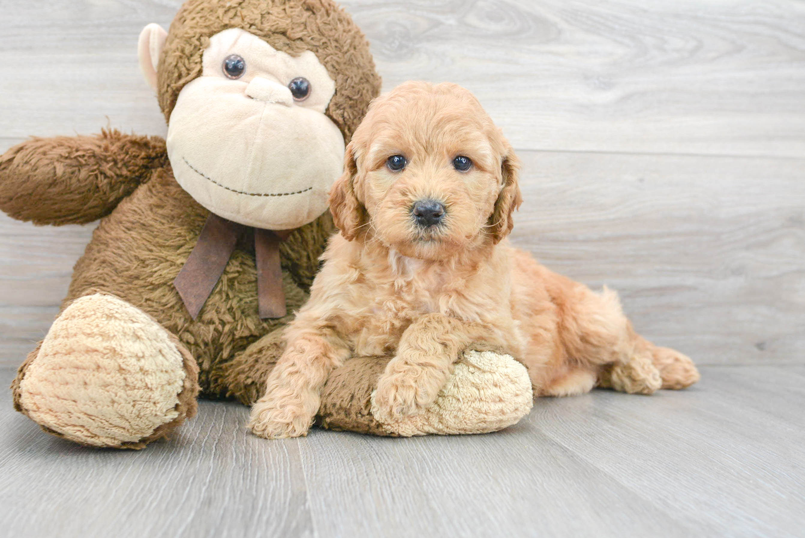 Happy Mini Goldendoodle Baby