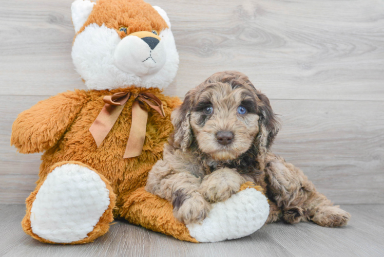 Meet Chanel - our Mini Goldendoodle Puppy Photo 1/3 - Puppy Love PR Petite Mini Goldendoodle Poodle Mix Pup