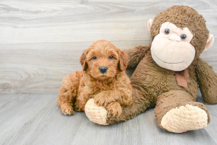 Meet Chanel - our Mini Goldendoodle Puppy Photo 1/3 - Puppy Love PR Best Mini Goldendoodle Baby