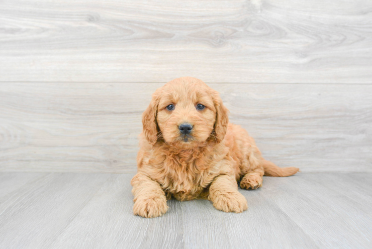 Mini Goldendoodle Pup Being Cute