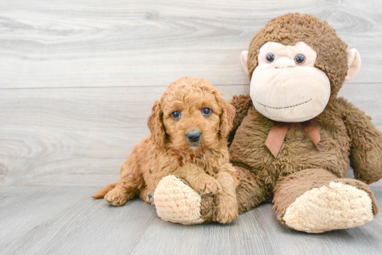 Meet Chardonnay - our Mini Goldendoodle Puppy Photo 1/3 - Puppy Love PR Mini Goldendoodle Pup Being Cute