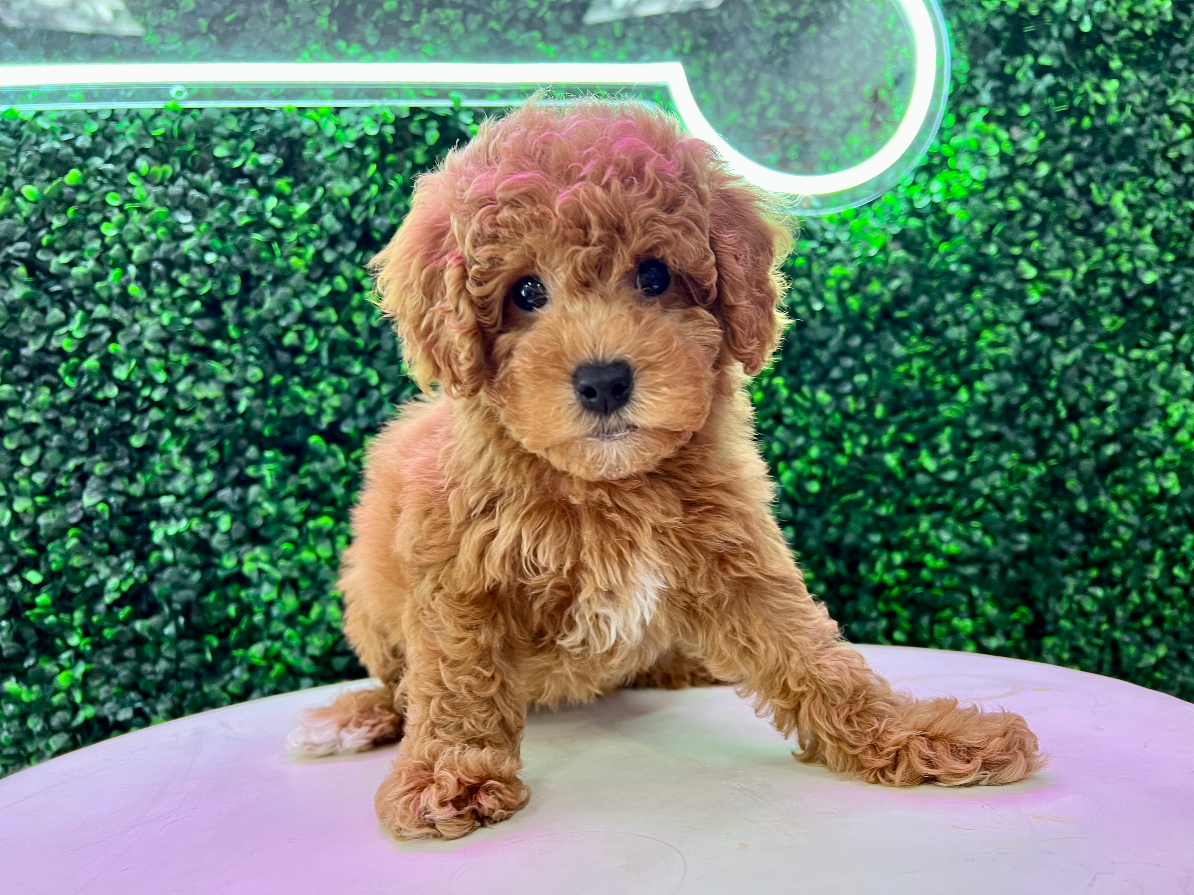 Cute Golden Retriever Poodle Mix Puppy