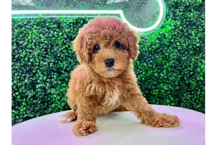 Cute Golden Retriever Poodle Mix Puppy