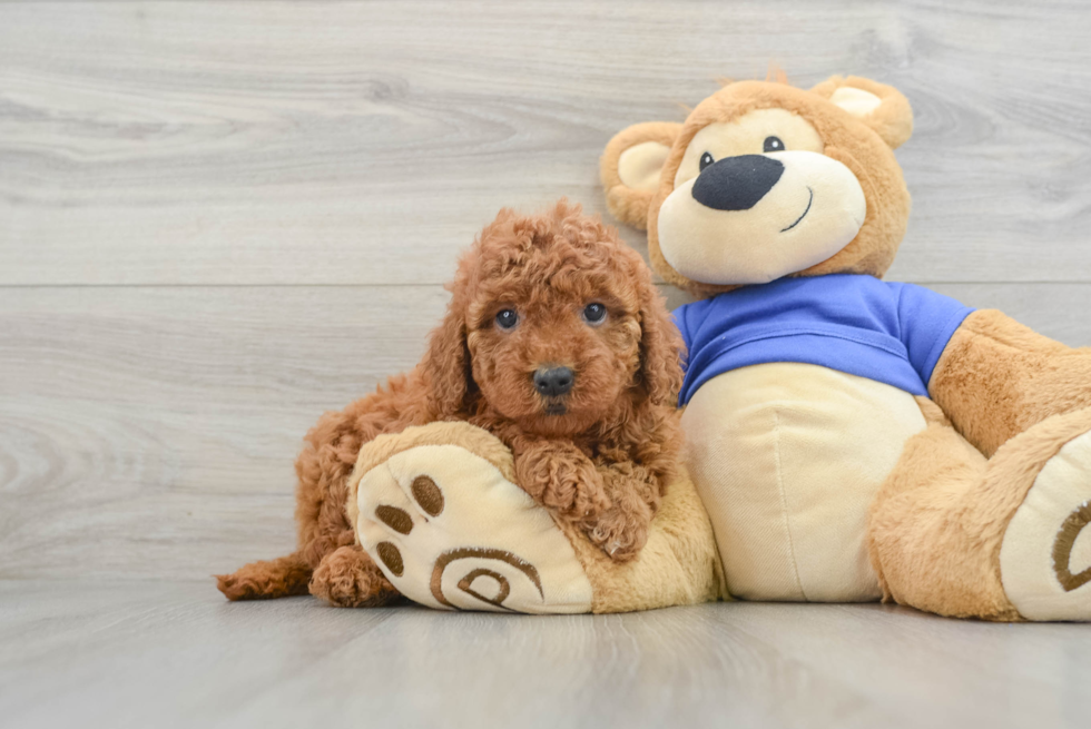 Sweet Mini Goldendoodle Baby