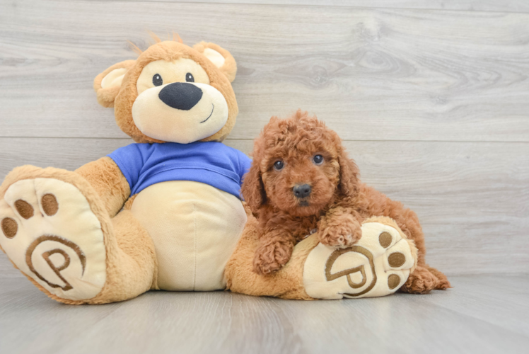 Mini Goldendoodle Puppy for Adoption