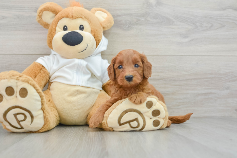 Friendly Mini Goldendoodle Baby