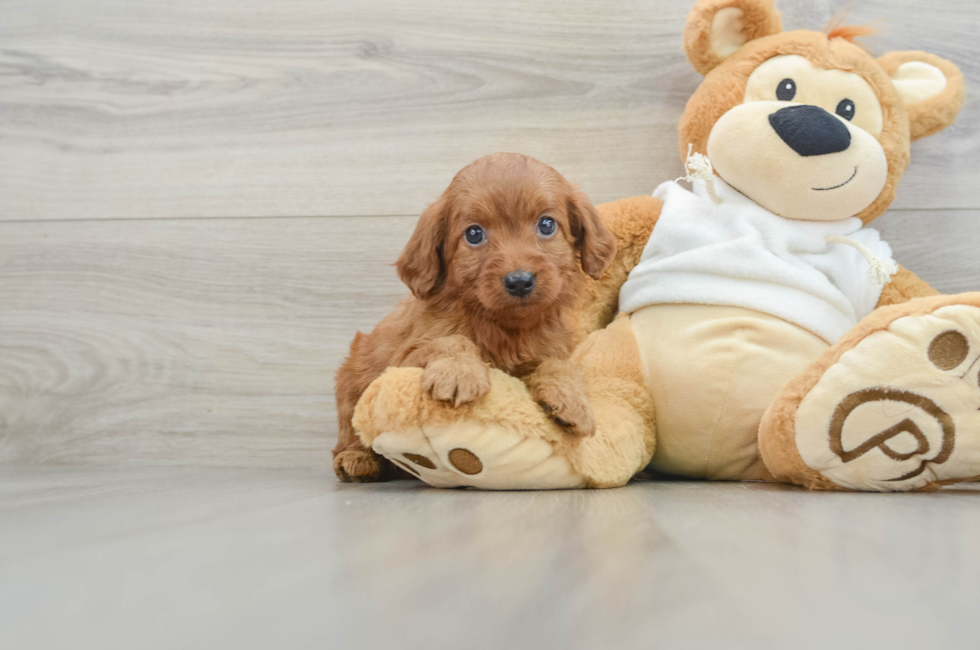 6 week old Mini Goldendoodle Puppy For Sale - Puppy Love PR