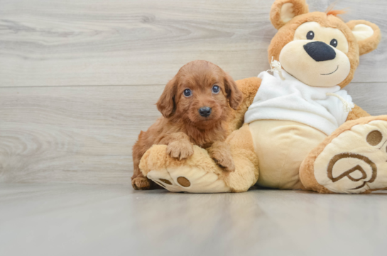 Best Mini Goldendoodle Baby