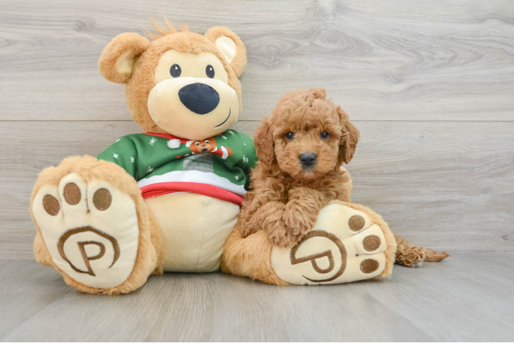 Meet Chardonnay - our Mini Goldendoodle Puppy Photo 1/3 - Puppy Love PR Popular Mini Goldendoodle Poodle Mix Pup