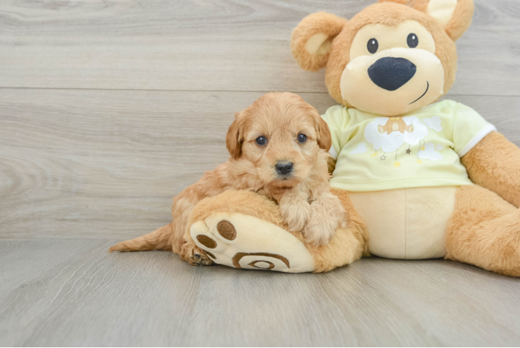 Meet Chardonnay - our Mini Goldendoodle Puppy Photo 1/3 - Puppy Love PR Small Mini Goldendoodle Baby