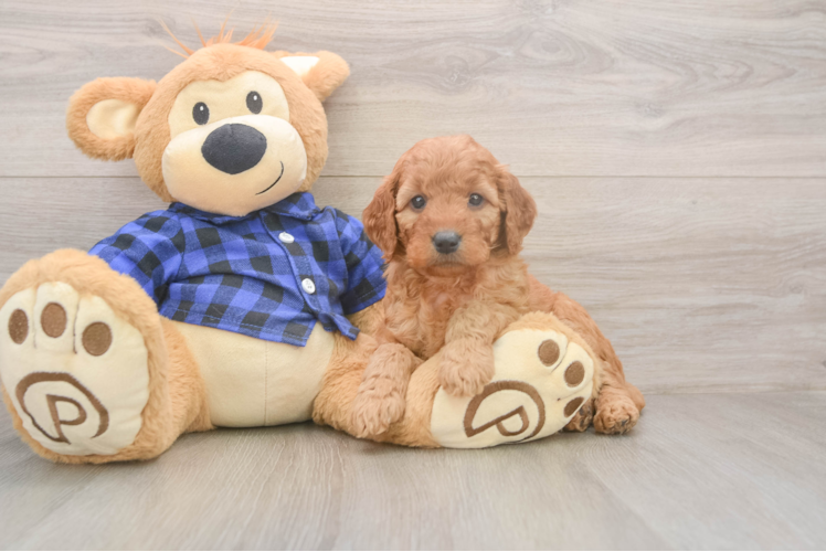 Mini Goldendoodle Puppy for Adoption