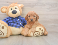 6 week old Mini Goldendoodle Puppy For Sale - Puppy Love PR