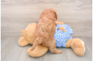 Little Mini Goldenpoo Poodle Mix Puppy