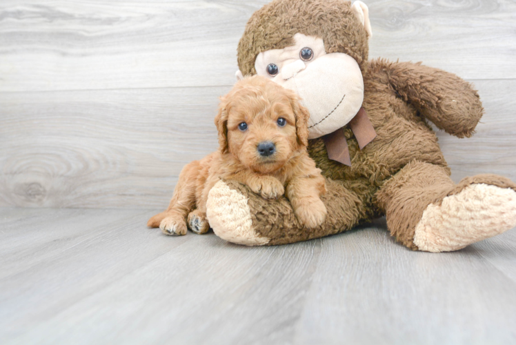 Meet Chardonnay - our Mini Goldendoodle Puppy Photo 1/3 - Puppy Love PR Mini Goldendoodle Puppy for Adoption
