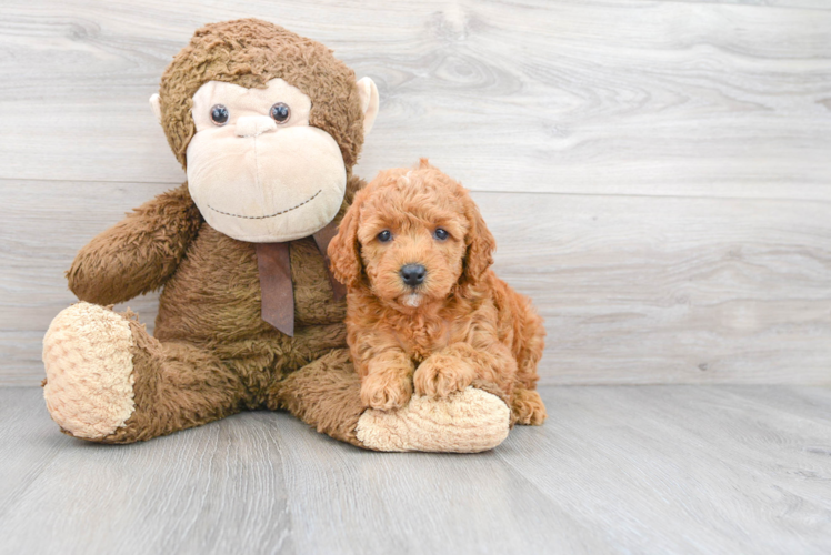 Meet Chardonnay - our Mini Goldendoodle Puppy Photo 1/3 - Puppy Love PR Mini Goldendoodle Puppy for Adoption