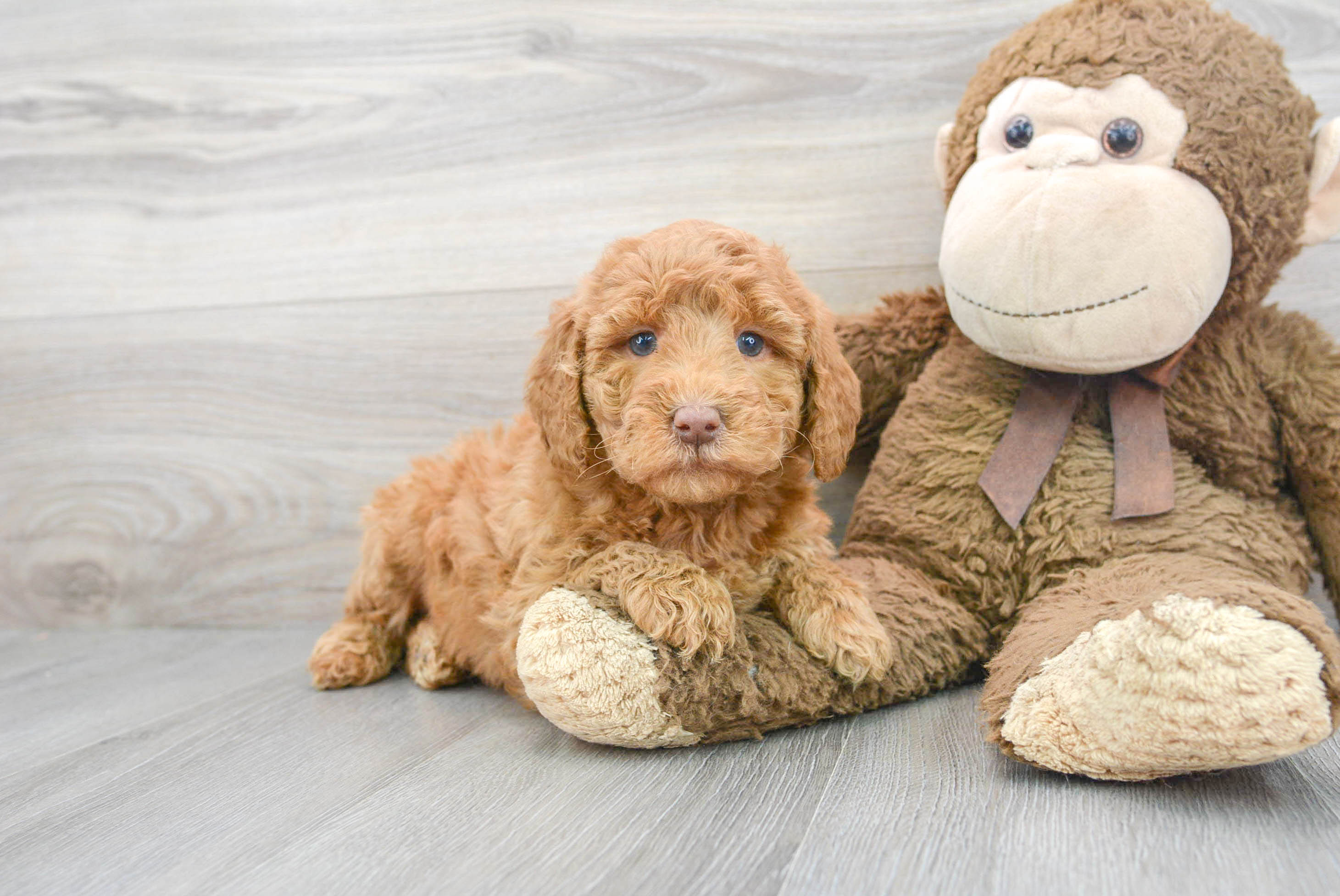 Popular Mini Goldendoodle Poodle Mix Pup