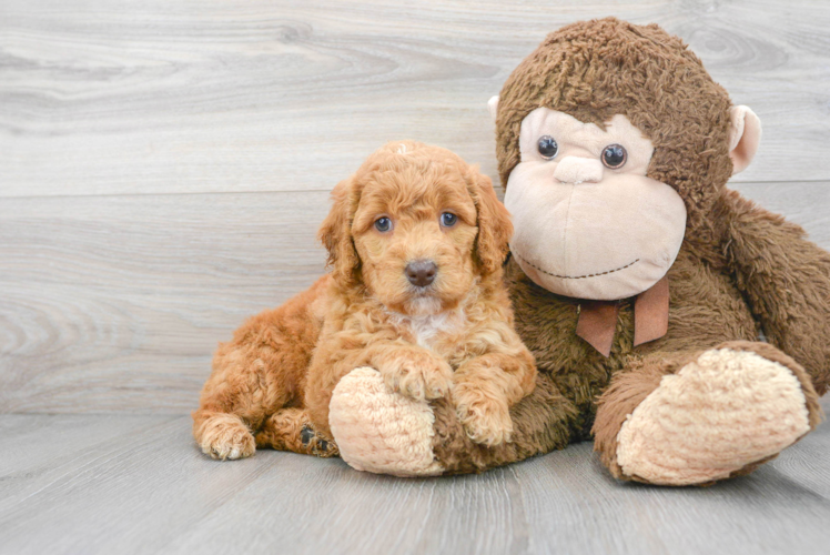 Meet Chardonnay - our Mini Goldendoodle Puppy Photo 1/3 - Puppy Love PR Best Mini Goldendoodle Baby