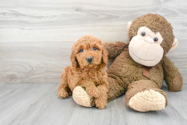 Meet Chardonnay - our Mini Goldendoodle Puppy Photo 1/3 - Puppy Love PR Best Mini Goldendoodle Baby
