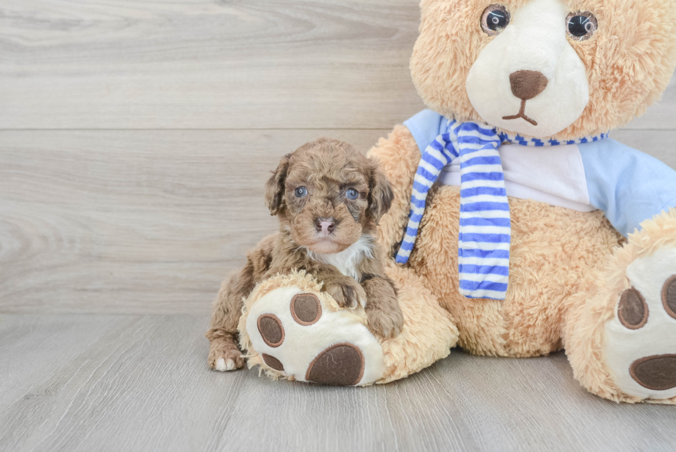 Best Mini Goldendoodle Baby