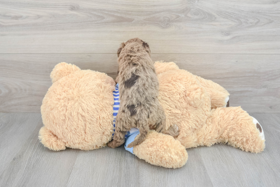 Mini Goldendoodle Puppy for Adoption